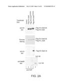 NOVEL ACTIVATION AND TRANSFER CASCADE FOR UBIQUITIN diagram and image