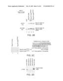 NOVEL ACTIVATION AND TRANSFER CASCADE FOR UBIQUITIN diagram and image