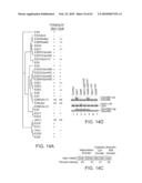 NOVEL ACTIVATION AND TRANSFER CASCADE FOR UBIQUITIN diagram and image