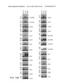 NOVEL ACTIVATION AND TRANSFER CASCADE FOR UBIQUITIN diagram and image