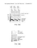 NOVEL ACTIVATION AND TRANSFER CASCADE FOR UBIQUITIN diagram and image