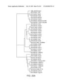 NOVEL ACTIVATION AND TRANSFER CASCADE FOR UBIQUITIN diagram and image