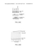 NOVEL ACTIVATION AND TRANSFER CASCADE FOR UBIQUITIN diagram and image