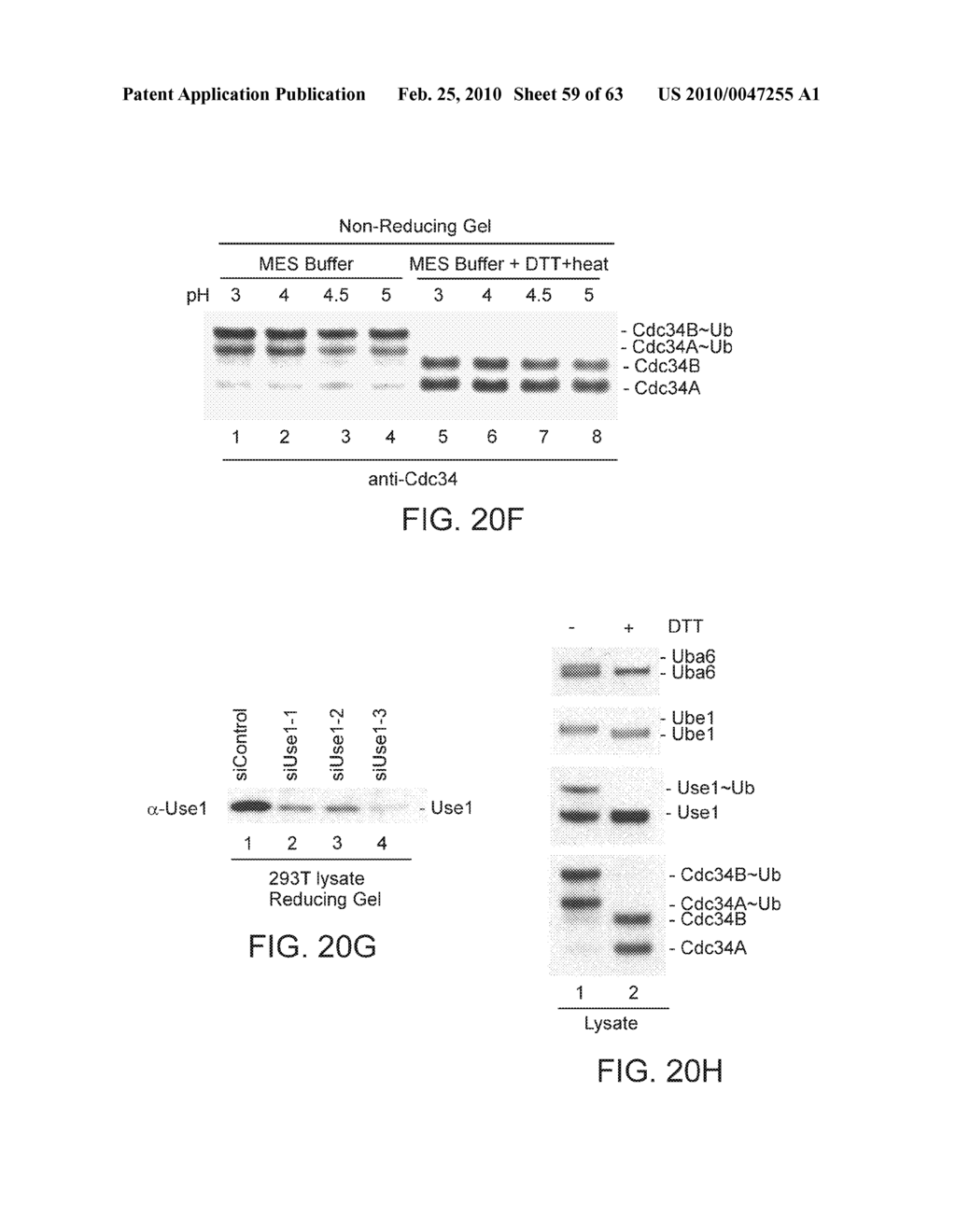 NOVEL ACTIVATION AND TRANSFER CASCADE FOR UBIQUITIN - diagram, schematic, and image 60