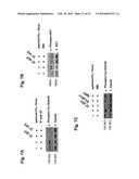 ANTAGONIST ANTIBODY FOR THE TREATMENT OF CANCER diagram and image