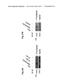 ANTAGONIST ANTIBODY FOR THE TREATMENT OF CANCER diagram and image