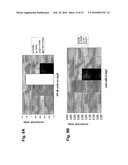 ANTAGONIST ANTIBODY FOR THE TREATMENT OF CANCER diagram and image