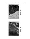 Drug Carriers, Their Synthesis, and Methods of Use Thereof diagram and image