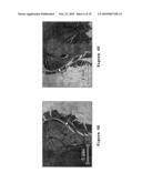 Drug Carriers, Their Synthesis, and Methods of Use Thereof diagram and image