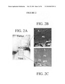 Graft collar and scaffold apparatuses for musculoskeletal tissue engineering and related methods diagram and image