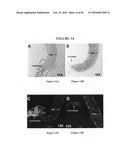 Graft collar and scaffold apparatuses for musculoskeletal tissue engineering and related methods diagram and image