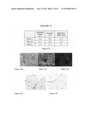 Graft collar and scaffold apparatuses for musculoskeletal tissue engineering and related methods diagram and image