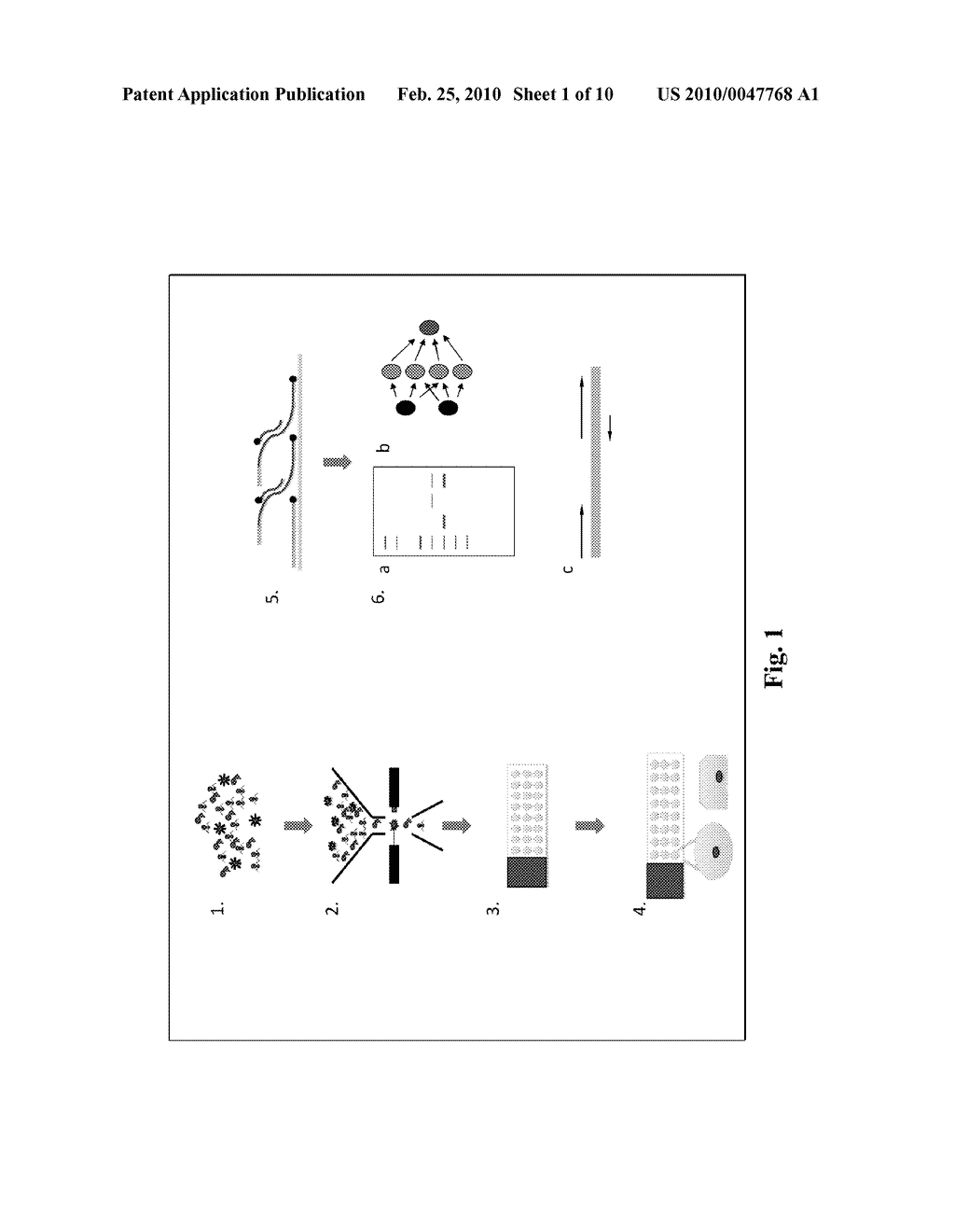 AMPLIFICATION OF SINGLE VIRAL GENOMES - diagram, schematic, and image 02