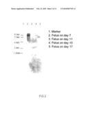 NOVEL PROTEIN HAVING AN EGF-LIKE REPEAT SEQUENCE diagram and image