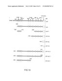 NOVEL PROTEIN HAVING AN EGF-LIKE REPEAT SEQUENCE diagram and image