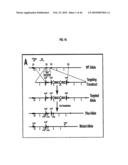 Compositions and Methods for Treating Diseases Associated with T-Box and N-Myc diagram and image