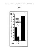 Compositions and Methods for Treating Diseases Associated with T-Box and N-Myc diagram and image