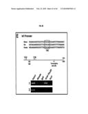 Compositions and Methods for Treating Diseases Associated with T-Box and N-Myc diagram and image