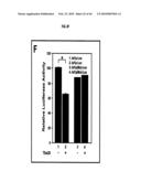 Compositions and Methods for Treating Diseases Associated with T-Box and N-Myc diagram and image