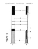 RAPID IMMUNOCHROMATOGRAPHIC DETECTION BY AMPLIFICATION OF THE COLLOIDAL GOLD SIGNAL diagram and image