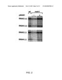 YEAST GENES THAT AFFECT VIRAL REPLICATION diagram and image