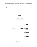 YEAST GENES THAT AFFECT VIRAL REPLICATION diagram and image