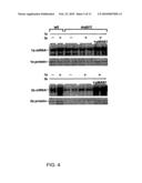 YEAST GENES THAT AFFECT VIRAL REPLICATION diagram and image