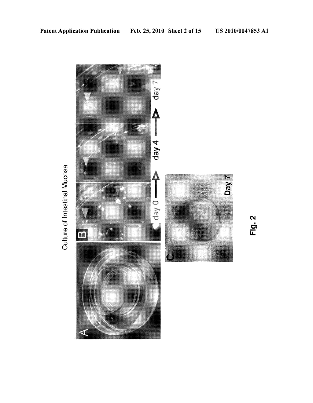 Ex Vivo Culture, Proliferation and Expansion of Intestinal Epithelium - diagram, schematic, and image 03