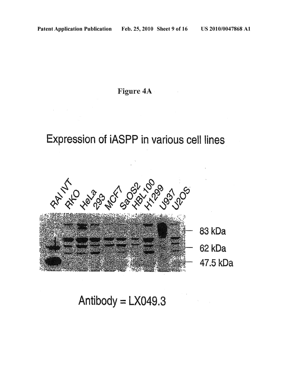 Tumour Suppressor Protein - diagram, schematic, and image 10