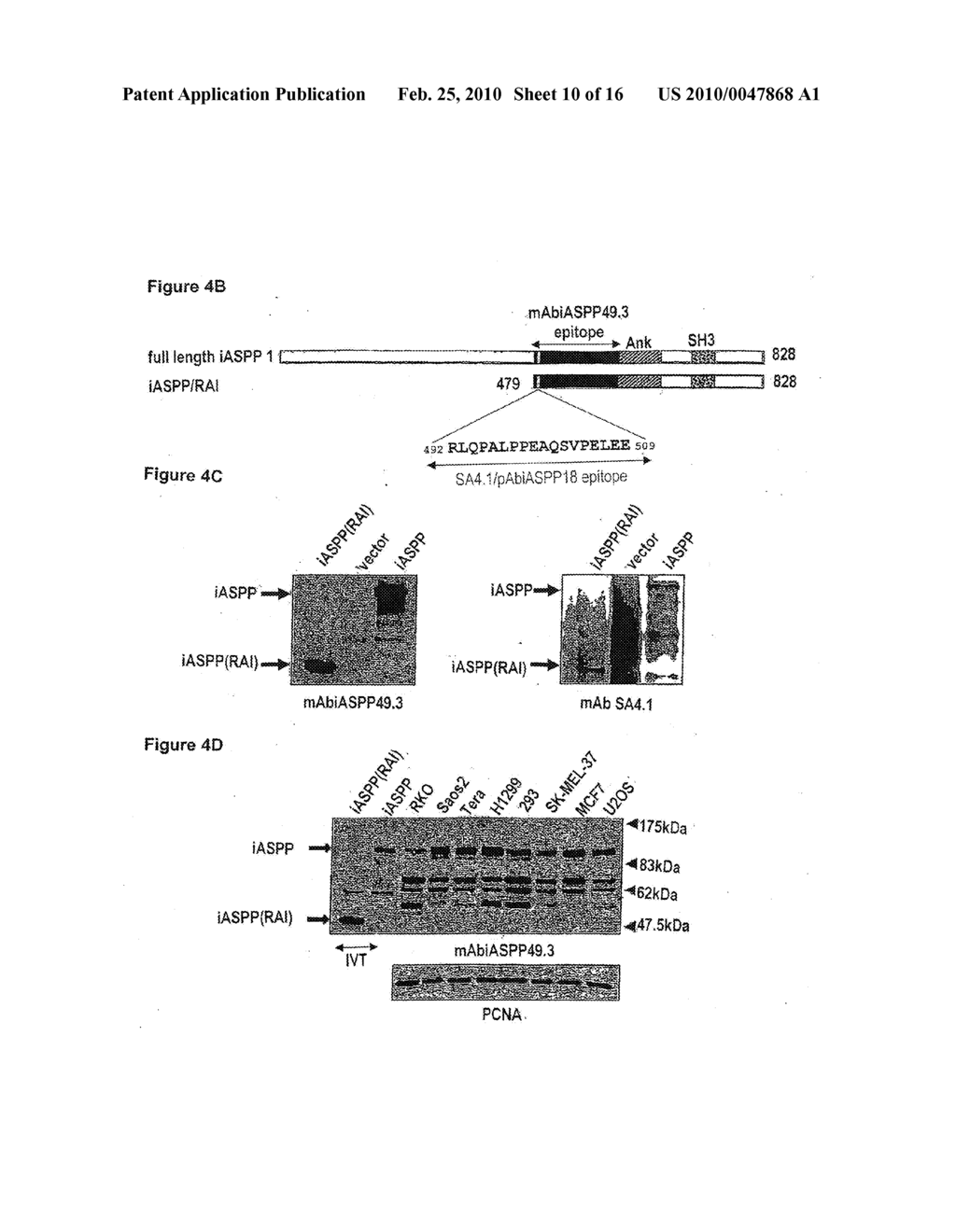 Tumour Suppressor Protein - diagram, schematic, and image 11