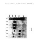 Making nucleic acid sequences in parallel and use diagram and image