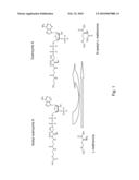 PRODUCTION OF N-ACYLATED SULPHUR-CONTAINING AMINO ACIDS WITH MICROORGANISMS HAVING ENHANCED N-ACYLTRANSFERASE ENZYMATIC ACTIVITY diagram and image