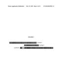 TYPE III T. BRUCEI ARGININE METHYLTRANSFERASE diagram and image