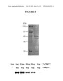 TYPE III T. BRUCEI ARGININE METHYLTRANSFERASE diagram and image