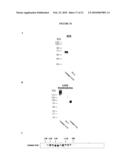 TYPE III T. BRUCEI ARGININE METHYLTRANSFERASE diagram and image