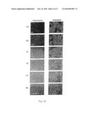 Process for producing modified reconstituted sendai viral envelope specific for drug and/or gene delivery to liver cells diagram and image