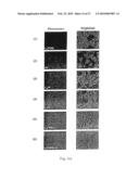 Process for producing modified reconstituted sendai viral envelope specific for drug and/or gene delivery to liver cells diagram and image