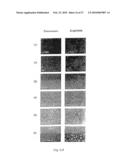 Process for producing modified reconstituted sendai viral envelope specific for drug and/or gene delivery to liver cells diagram and image