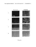 Process for producing modified reconstituted sendai viral envelope specific for drug and/or gene delivery to liver cells diagram and image