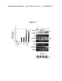 Process for producing modified reconstituted sendai viral envelope specific for drug and/or gene delivery to liver cells diagram and image