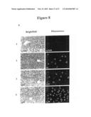 Process for producing modified reconstituted sendai viral envelope specific for drug and/or gene delivery to liver cells diagram and image