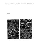 SUBSTRATE FOR THE GROWTH OF CULTURED CELLS IN THREE DIMENSIONS diagram and image