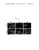 SUBSTRATE FOR THE GROWTH OF CULTURED CELLS IN THREE DIMENSIONS diagram and image