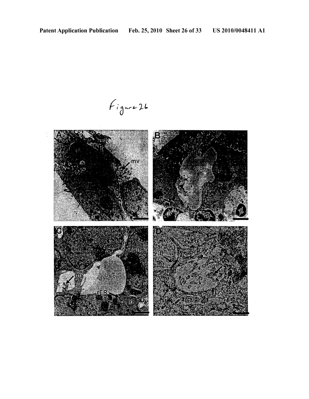 SUBSTRATE FOR THE GROWTH OF CULTURED CELLS IN THREE DIMENSIONS - diagram, schematic, and image 27