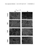 SUBSTRATE FOR THE GROWTH OF CULTURED CELLS IN THREE DIMENSIONS diagram and image