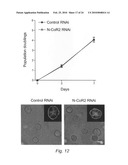 NOVEL METHODS FOR PREDICTING AND TREATING TUMORS RESISTANT TO DRUG, IMMUNOTHERAPY, AND RADIATION diagram and image