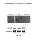 NOVEL METHODS FOR PREDICTING AND TREATING TUMORS RESISTANT TO DRUG, IMMUNOTHERAPY, AND RADIATION diagram and image