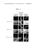 NOVEL CELL PENETRATING PEPTIDE diagram and image