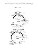 NOVEL CELL PENETRATING PEPTIDE diagram and image