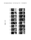 NOVEL CELL PENETRATING PEPTIDE diagram and image